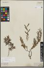 Foto von Salix repens L.